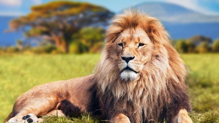 Lion Desktop Wallpaper