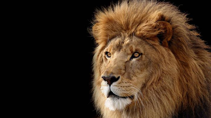 Lion Desktop Backgrounds
