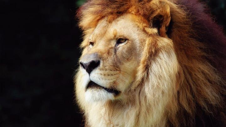 Lion Face Wallpapers