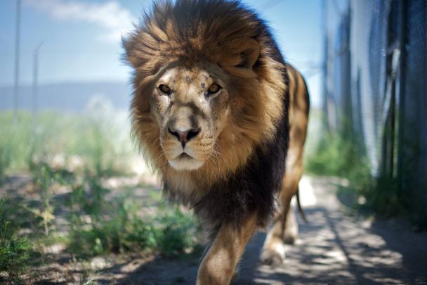animals, Lion, Blurred Wallpapers HD \/ Desktop and Mobile Backgrounds