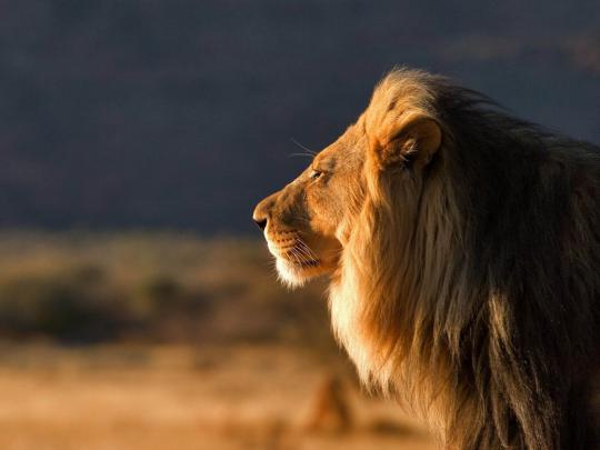 wallpaper: Male Lion Wallpapers