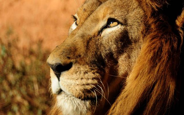 animals, Lion, Wildlife Wallpapers HD \/ Desktop and Mobile Backgrounds