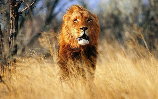 Lion Desktop Wallpapers