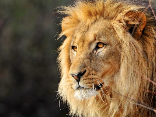Male Lion Faces Wallpaper \u00b7\u2460 