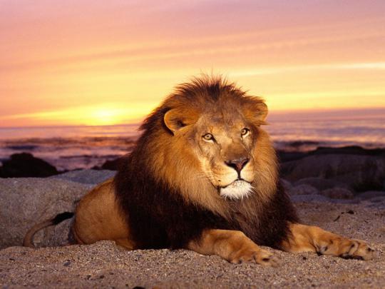nra magazine: 24 Lion Wallpapers For Desktop