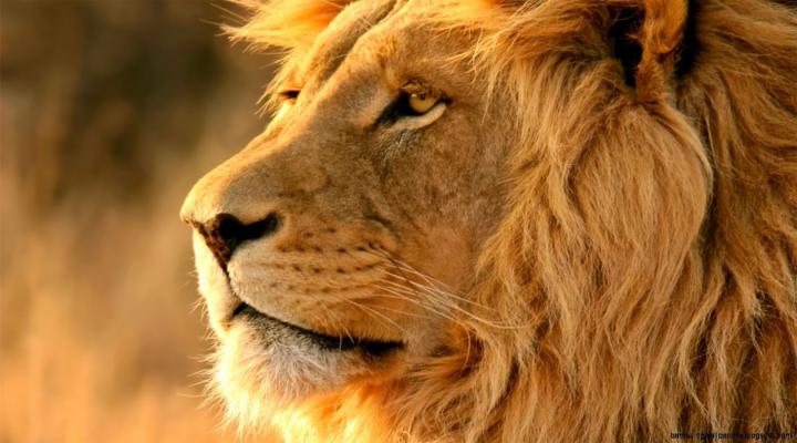 Lion Desktop Wallpaper -