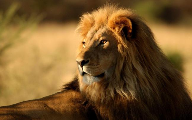 Lion Wallpapers Desktop