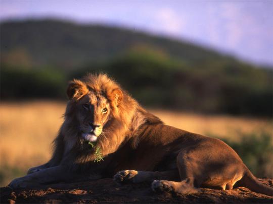 wallpapers: Male Lion Wallpapers