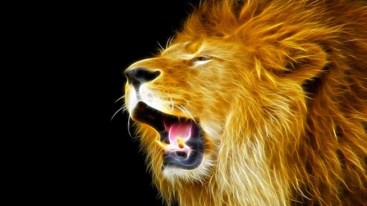 Lion Wallpapers