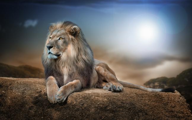 lion, Animals, Nature, Wildlife, Rock Wallpapers HD \/ Desktop and 