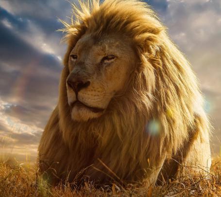 animals, Happy, Lion Wallpapers HD \/ Desktop and Mobile Backgrounds