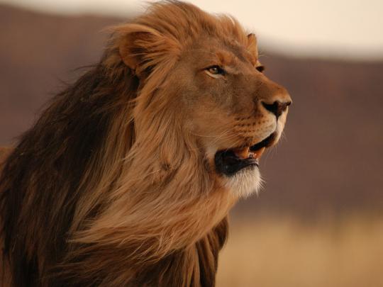 lion, Animals Wallpapers HD \/ Desktop and Mobile Backgrounds
