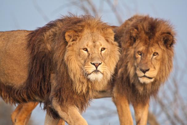 nature, Animals, Wildlife, Lion Wallpapers HD \/ Desktop and Mobile 