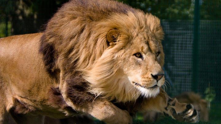 Wild Lion Wallpapers