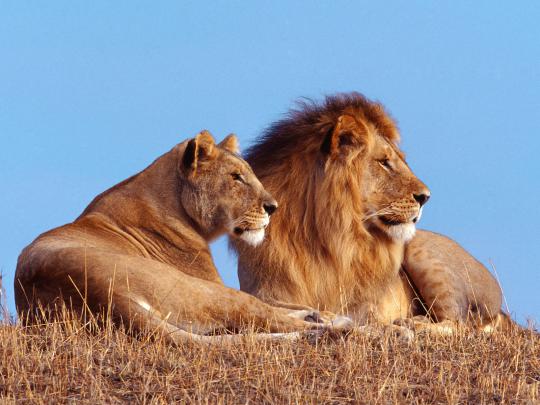 Best Desktop HD Wallpaper - Lion HD wallpapers