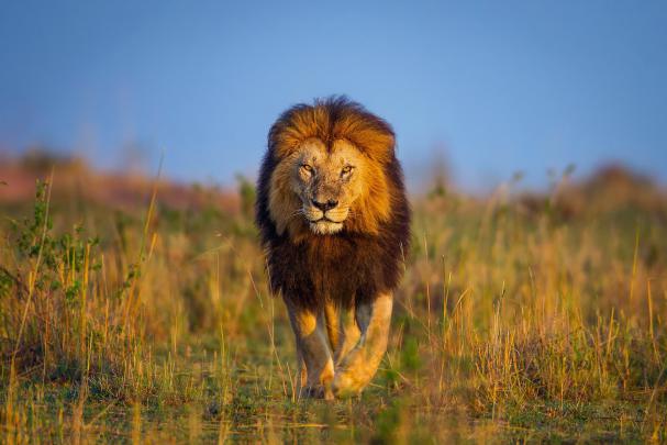 animals, Wildlife, Lion, Nature Wallpapers HD \/ Desktop and Mobile 