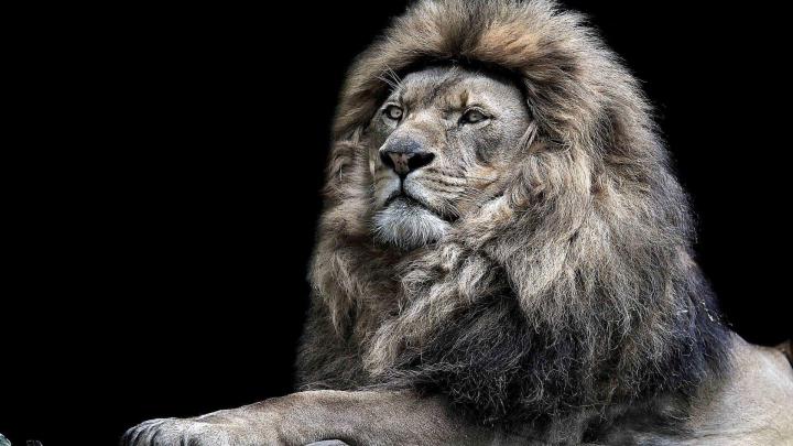 Lion Desktop Backgrounds