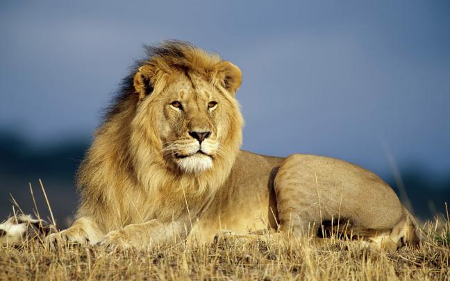 Letest and best Lion HD Wallpapers Lion Desktop Backgrounds,Photos in 