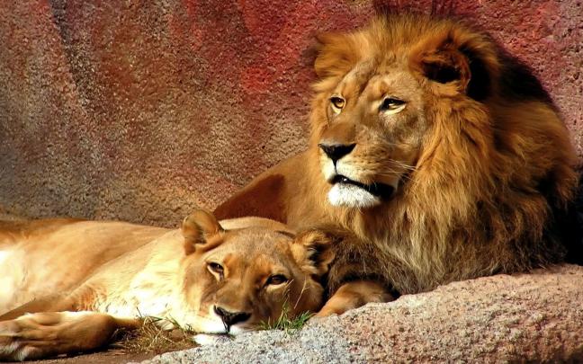 Lion Pictures Wallpapers