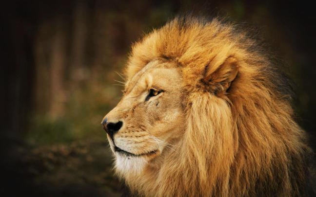 Lion HD Wallpapers | Background Images \u2013 YL Computing
