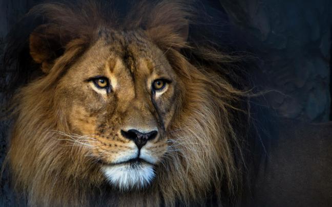 animals, Lion Wallpapers HD \/ Desktop and Mobile Backgrounds