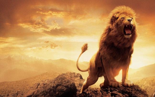 Lion Wallpapers