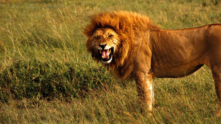 Lion Desktop Wallpapers