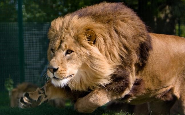 Lion wallpaper HD \u00b7\u2460 Download free amazing HD wallpapers for desktop 