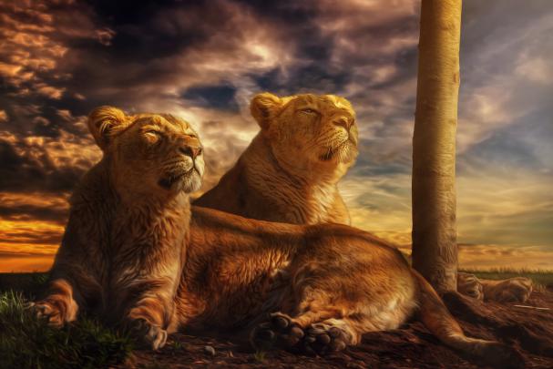 animals, Nature, Lion Wallpapers HD \/ Desktop and Mobile Backgrounds