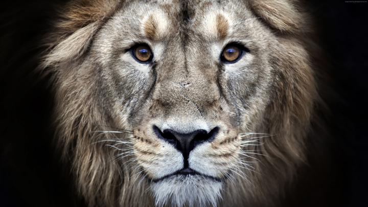 Lion 4k Wallpapers