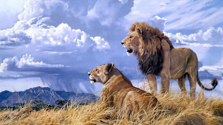 Free Lion Wallpapers