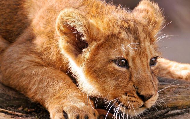 Lion Cub Wallpapers