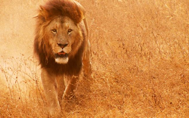 Lion Wallpapers Desktop