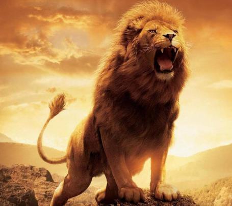 Lion HD Wallpapers