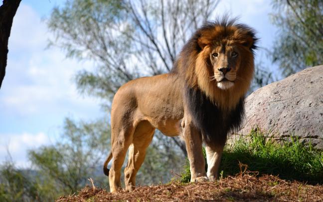 lion, Animals, Nature Wallpapers HD \/ Desktop and Mobile Backgrounds