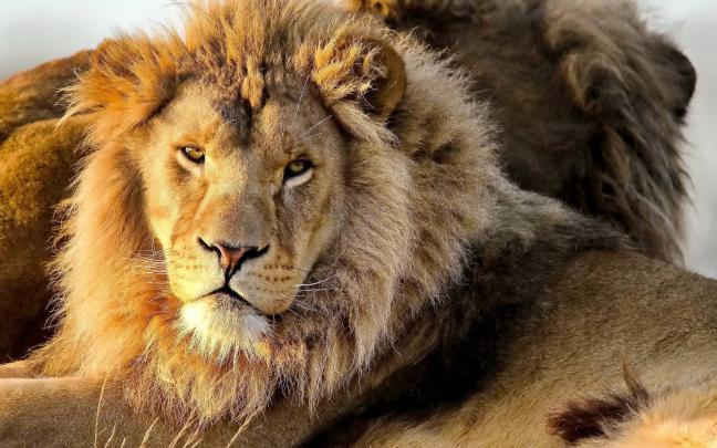 Lion Desktop Backgrounds