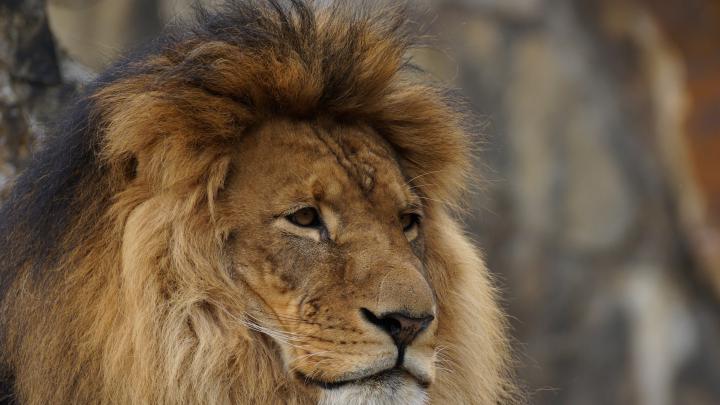 Lion Close Up Face 4K Wallpaper | HD Wallpapers