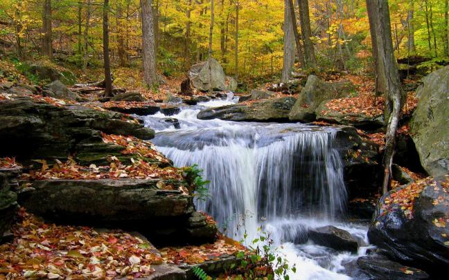 Forest Waterfall Wallpapers