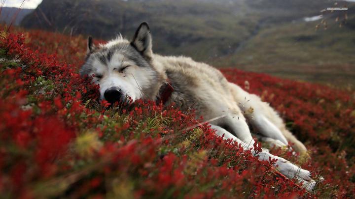 Wolf Desktop Wallpaper