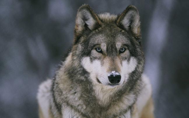 Wolf Wallpapers HD