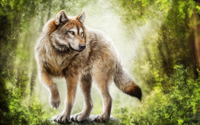 Red Wolf Desktop Wallpapers