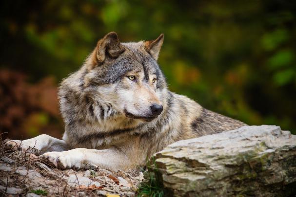 Grey Wolf Wallpapers