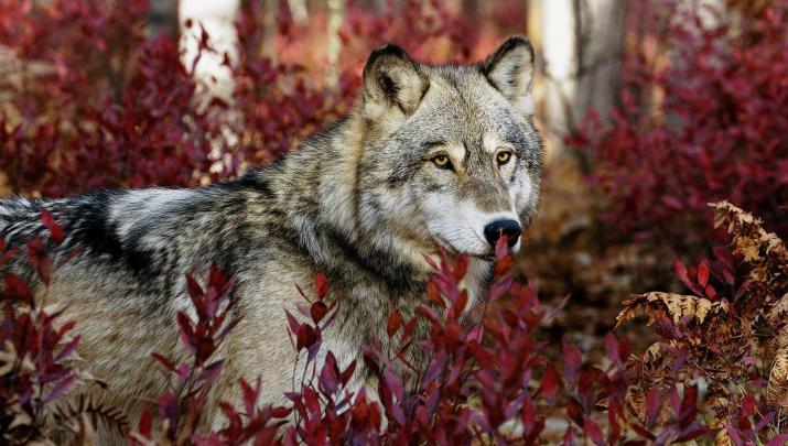 Gray Wolf Wallpapers