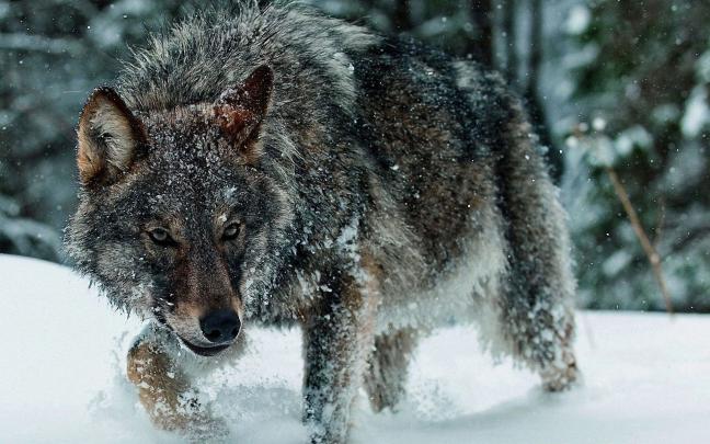 wolf HD Wallpapers \/ Desktop and Mobile Images \u0026 Photos