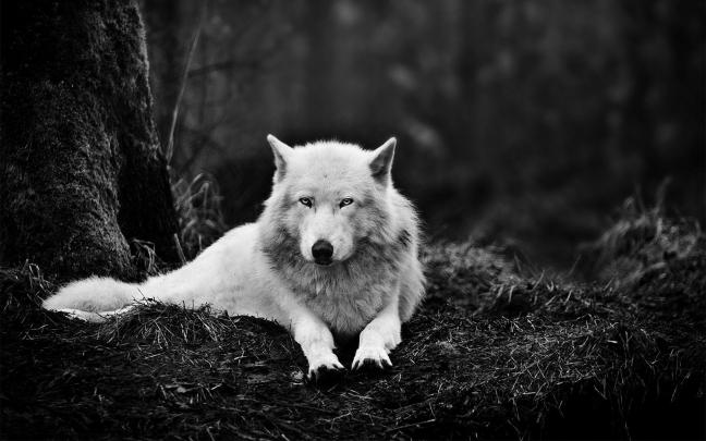 Wolf Wallpapers HD