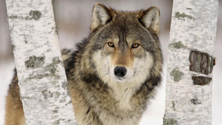 Wolf HD Desktop Wallpapers
