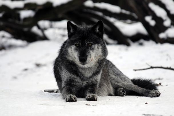 wolves, Snow, Animals, Wolf Wallpapers HD \/ Desktop and Mobile Backgrounds