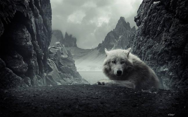 Free HD Wolf Wallpapers