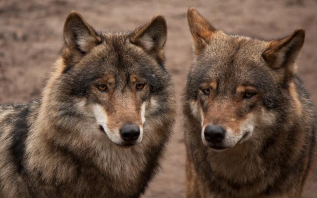 animals, Nature, Wolf Wallpapers HD \/ Desktop and Mobile Backgrounds