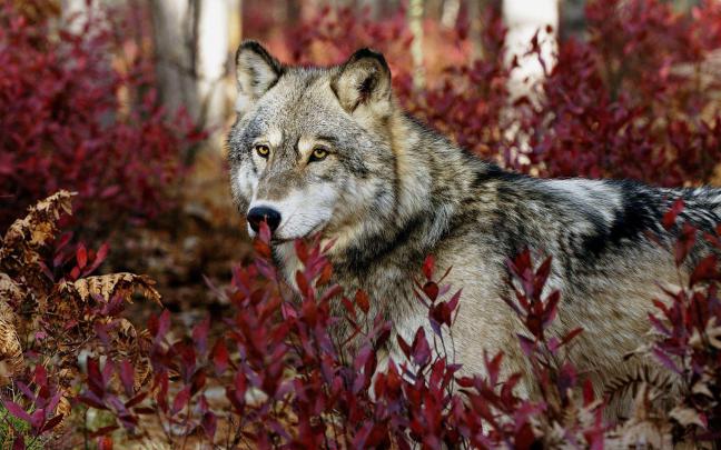 Free HD Wolf Wallpapers